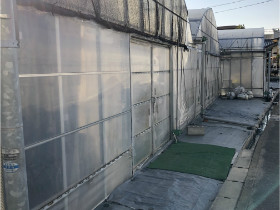 ビニールハウス外観