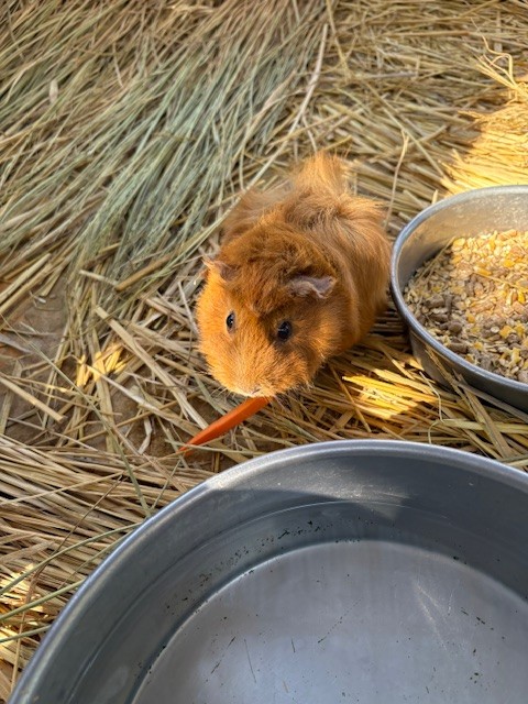 【ななの奮闘日記】しらとり動物園へLet’s GO!!